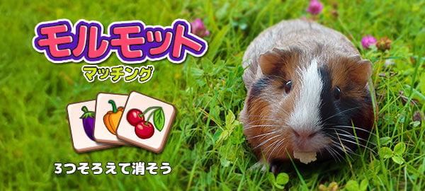 「モルモットマッチング」ロゴ